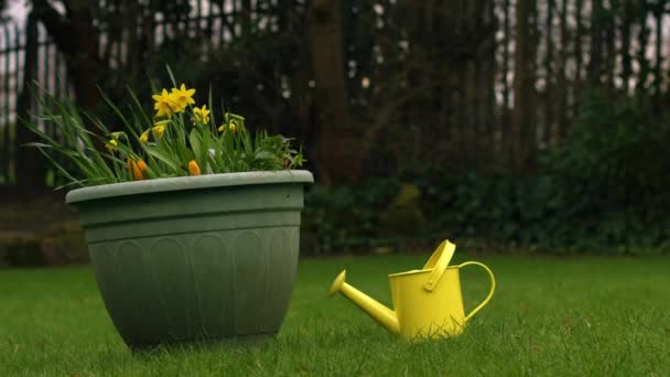 Daffodil Narcissus Flowers Yellow Watering Can Springtime Garden Wide Zoom — Stock Video