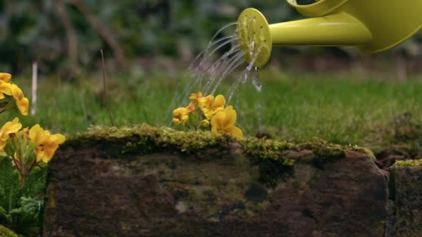 Flores Água Jardineiro Jardim Com Rega Amarela Pode Médio Zoom — Vídeo de Stock