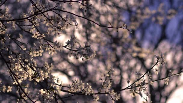 Rózsaszín Cseresznyevirág Szirmok Ellen Kék Közepes Zoom Szelektív Fókusz — Stock videók