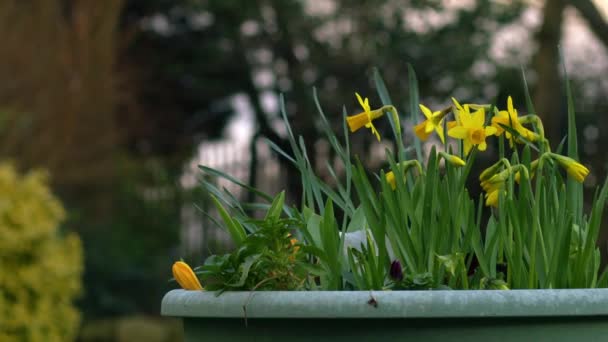 Daffodil Νάρκισσος Λουλούδια Κατσαρόλα Στην Άνοιξη Κήπο Μέσο Ζουμ Αργή — Αρχείο Βίντεο