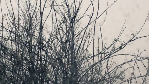 Χιόνι Πέφτει Δέντρα Την Ημέρα Του Χειμώνα Μέσο Πυροβόλησε Επιλεκτική — Αρχείο Βίντεο