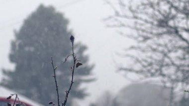 Bahçedeki kırmızı gülün üzerine düşen kar 4K ortalama seçici odak noktası