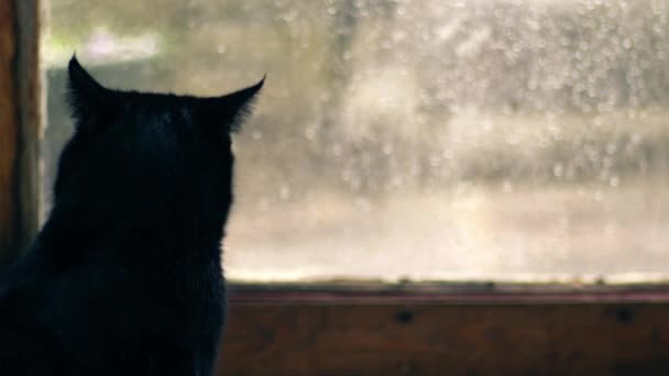 Μαύρη Γάτα Χασμουρητό Ρολόγια Χιόνι Που Υπάγονται Στο Παράθυρο Μέσο — Αρχείο Βίντεο