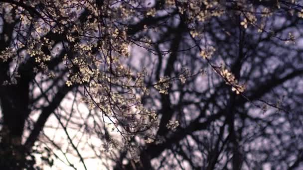 Pétales Cerisier Rose Contre Ciel Bleu Zoom Focus Sélectif — Video