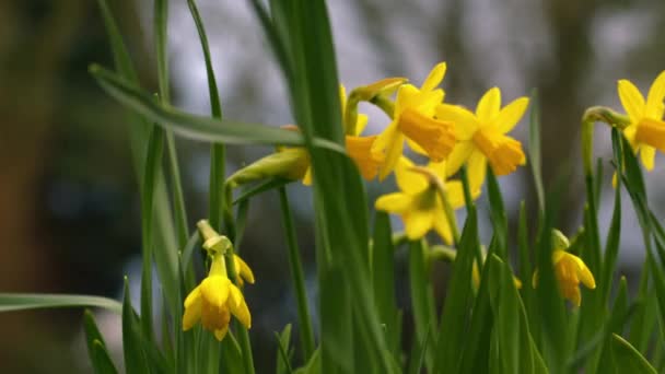 Daffodil Narcissus Dwergbloem Winderige Lentedag Close Dolly Slow Motion Selectieve — Stockvideo