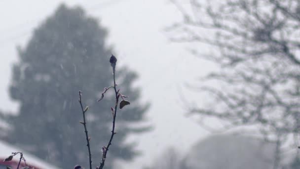 Schnee Fällt Auf Rote Rose Garten Zoom Mittlere Aufnahme Selektiver — Stockvideo