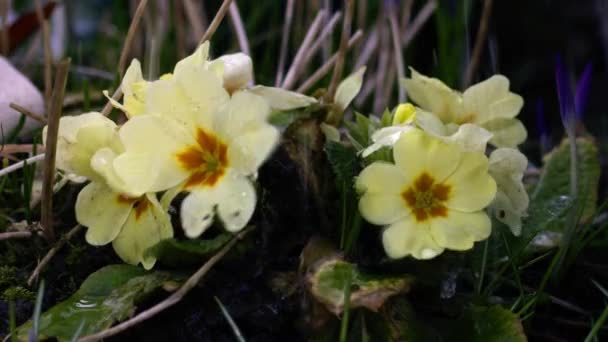 Πότισμα Κίτρινα Λουλούδια Primrose Κοντά Πυροβόλησε Αργή Κίνηση Επιλεκτική Εστίαση — Αρχείο Βίντεο