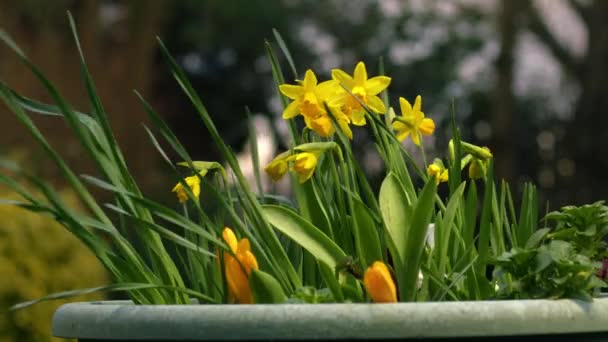 Daffodil Νάρκισσος Λουλούδια Γλάστρα Στο Κήπο Άνοιξη Close Αργή Κίνηση — Αρχείο Βίντεο