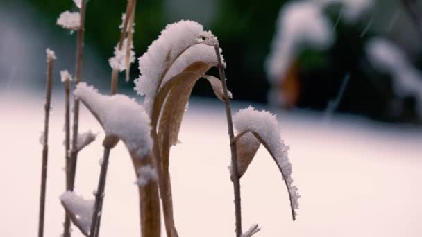 Snö Faller Högt Gräs Vintern Medellång Skott Selektivt Fokus — Stockvideo