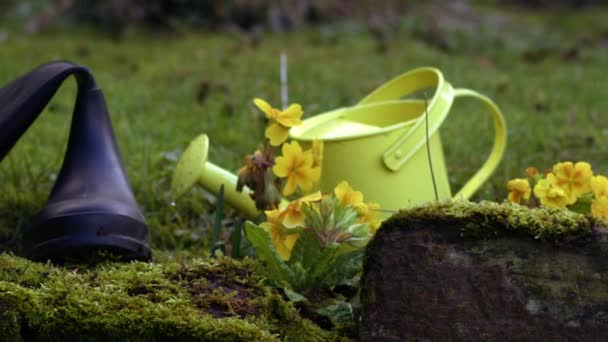 Žluté Květy Primrose Zalévání Plechovky Wellington Boty Střední Dolly Zoom — Stock video