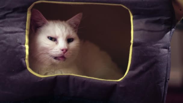 居心地の良い白いペット猫睡眠猫の家のベッド4Kはショット選択的な焦点を閉めます — ストック動画