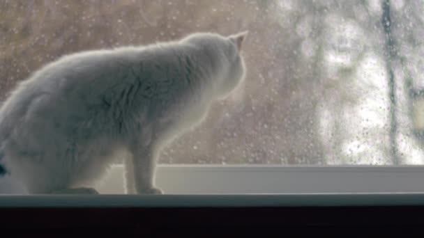 Λευκή Γάτα Κάθεται Στο Παράθυρο Όπως Χιόνι Πέφτει Μέσο Αργή — Αρχείο Βίντεο