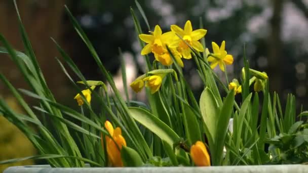 Påsklilja Narcissus Blommor Kruka Vår Trädgård Medium Zoom Slow Motion — Stockvideo