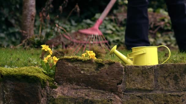バックグラウンド幅4Kショット選択フォーカスで庭師と黄色いプリムローズ花 — ストック動画
