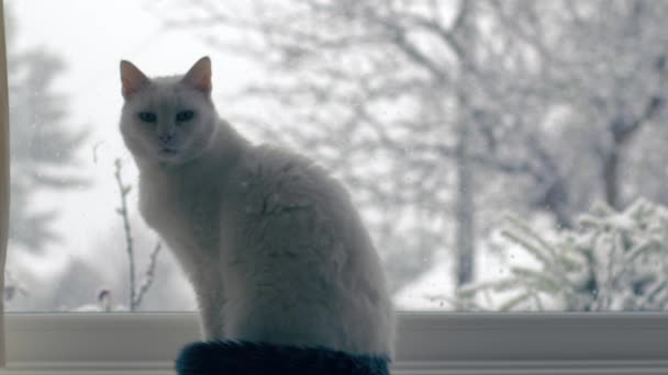 白い猫は雪が4K中遅い動きのショット選択的な焦点に落ちているように窓に座ります — ストック動画