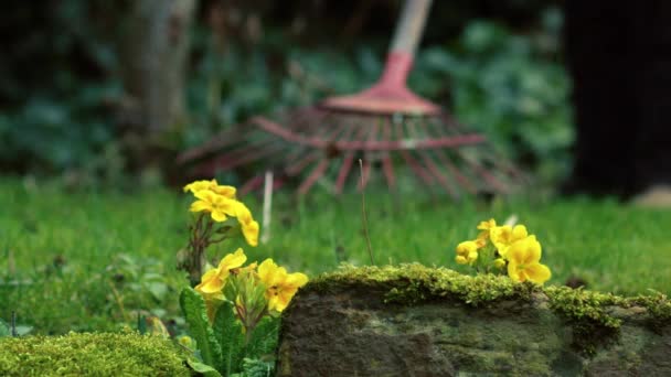 Bunga Primrose Kuning Dengan Tukang Kebun Medium Latar Belakang Fokus — Stok Video