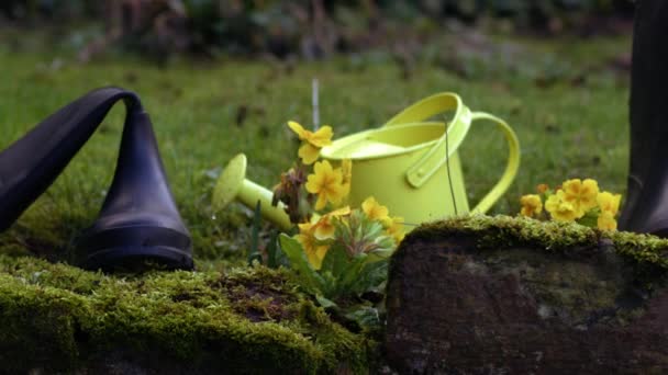 Żółty Pierwiosnek Kwiaty Podlewanie Puszki Welington Buty Średnie Lalka Strzał — Wideo stockowe