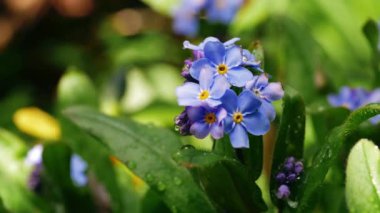Yeşillik arka planda çiçeklerin açtığını unutma. 4k makro çekim yavaş çekim seçici odaklanma.