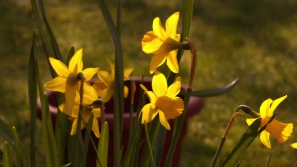 金银花水仙矮花在温暖阳光下中变焦慢动作选择性聚焦 — 图库视频影像