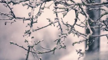 Kışın çıplak ağaç dallarında kar fırtınası 4K seçici odak noktası