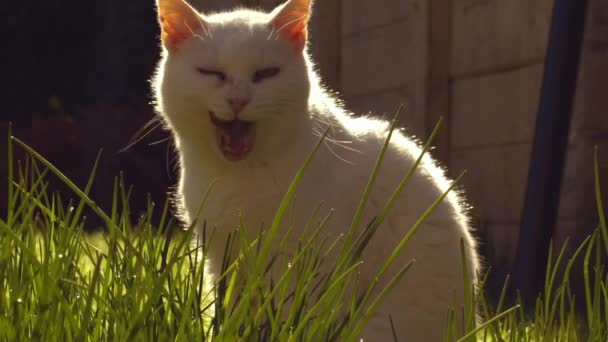 Gato Estimação Branco Senta Sol Quente Médio Retrato Zoom Foco — Vídeo de Stock