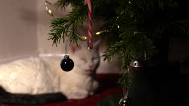 Λευκό Κατοικίδιο Ζώο Γάτα Snoozes Κάτω Από Χριστουγεννιάτικο Δέντρο Μέσο — Αρχείο Βίντεο