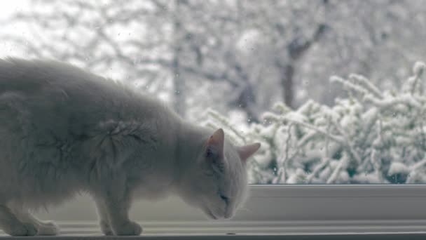 Λευκή Γάτα Κάθεται Στο Παράθυρο Καθώς Χιόνι Πέφτει Μεσαία Αργή — Αρχείο Βίντεο