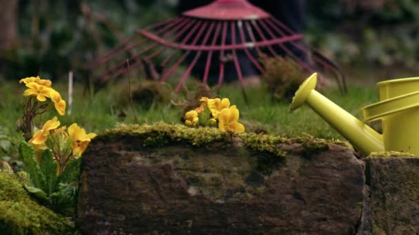 背景为4K的带园艺师的黄色报春花选择焦点 — 图库视频影像