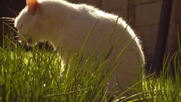 Λευκό Κατοικίδιο Ζώο Γάτα Κάθεται Ζεστό Ήλιο Μέσο Πορτρέτο Ζουμ — Αρχείο Βίντεο