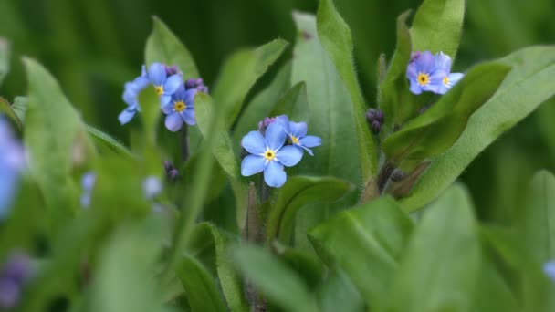 Yeşillik Arka Planda Çiçeklerin Açtığını Unutma Makro Çekim Yavaş Çekim — Stok video
