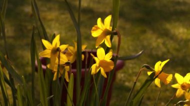 Altın nergis narsisus cüce çiçeği sıcak gün ışığında 4k zoom yavaş çekim seçici odak