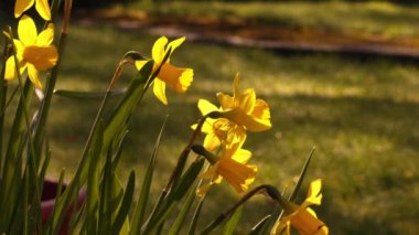 Altın nergis Narcissus. Sıcak güneş ışığında cüce çiçek. Yavaş çekim seçici odak.