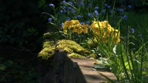 Sarı Çuha Çiçekleri Beni Unutun Benekli Yaz Güneşinde Değil Orta — Stok video