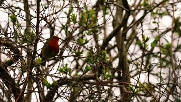 かわいいロビン赤毛の鳥 木の枝に隠れて 中4Kショット選択的な焦点を飛ぶ — ストック動画