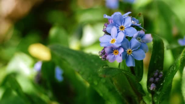 Nezapomeňte Květiny Plném Květu Zeleném Listoví Pozadí Makro Záběr Zpomalit — Stock video