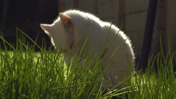 Белый Питомец Кошки Женихи Теплый Солнечный Свет Средний Портрет Селективный — стоковое видео