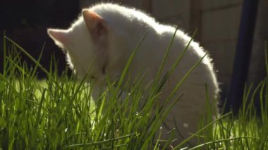 Beyaz evcil kedi sıcak güneş ışığıyla beslenir. Orta boy portre seçici odaklanma sağlar.