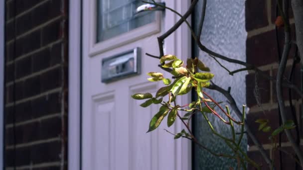 Передняя Дверь Дому Розовым Кустом Среднего Зума Снимок Замедленного Движения — стоковое видео