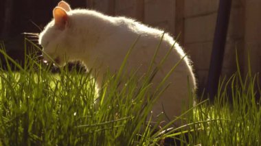 Beyaz kedi sıcak güneş ışığında oturur. Orta boy portre 4k seçici odak noktası.