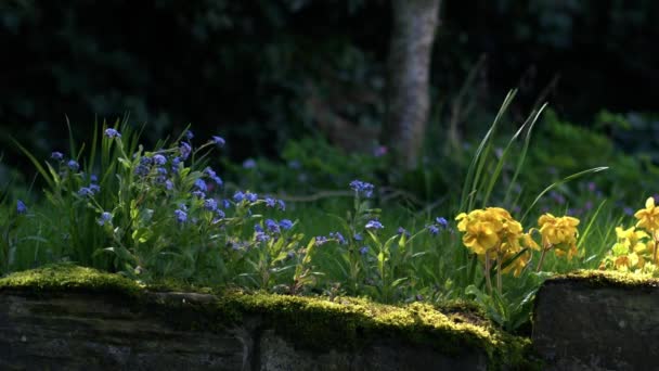 Žluté Květy Primrose Zapomenout Tečkované Letní Slunce Medium Shot Selektivní — Stock video