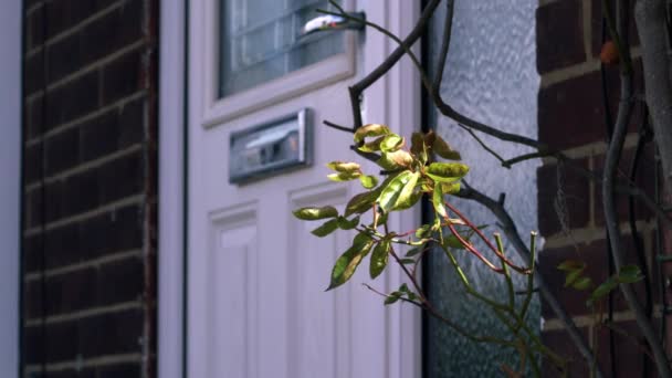 家门口用玫瑰灌木中4K弹丸慢动作选择性聚焦 — 图库视频影像