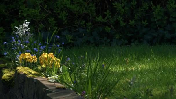 Yellow Primrose Flowers Forget Nots Dappled Summer Sunshine Medium Shot — Stock Video