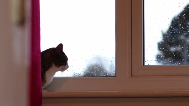 可爱的胖胖的猫在雨中坐在窗前 中等变焦慢镜头选择性聚焦 — 图库视频影像