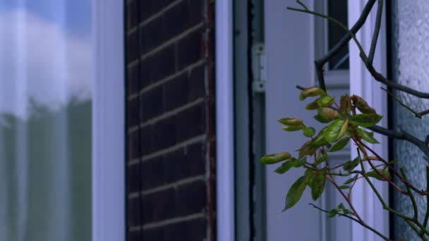 Жінка Несе Картонну Коробку Вхідні Двері Домашнього Середнього Масштабування Вибірковий — стокове відео