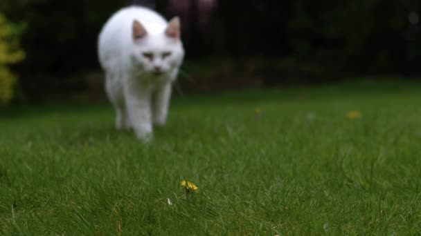 白色的宠物猫在花园的草地上走着 朝镜头中的4K慢动作的选择性焦点走去 — 图库视频影像