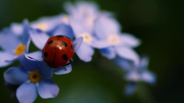 Ladybird Bug Resting Forget Flower Leaf Macro Slow Motion Selective — Stock Video