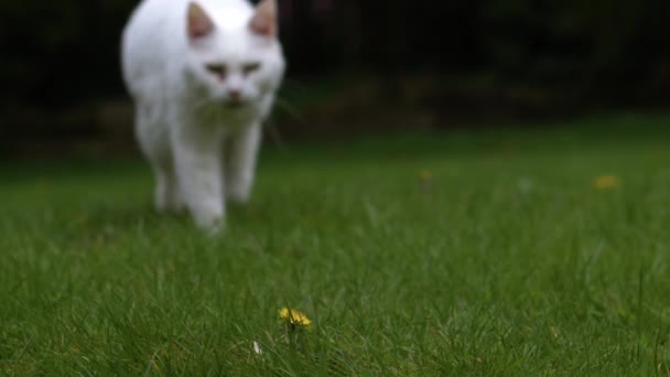 Gatto Domestico Bianco Cammina Nell Erba Del Giardino Verso Fotocamera — Video Stock