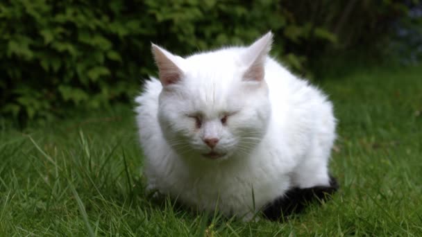 Weiße Katze Entspannt Sich Auf Gartenrasen Nahaufnahme Porträt Zeitlupe Selektiver — Stockvideo