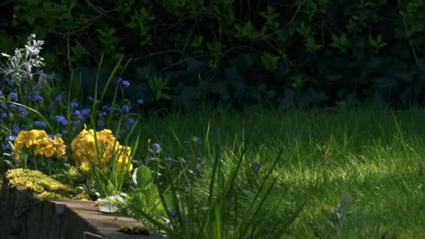 Жовті Квіти Первоцвітів Забути Літньому Сонячному Світлі Середній Масштаб Вибірковий — стокове відео