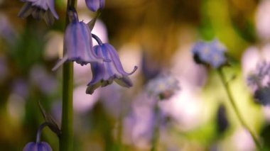 İngiliz ilkbahar makrosundaki BlueBell çiçek yaprakları makro yavaş çekim seçici odak noktasını kapatın